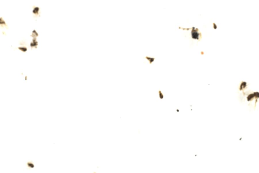 Image 106